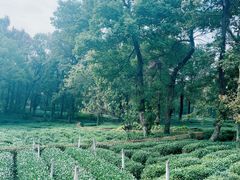 -野蔓果·山野菜(西湖景区·龙井茶田店)