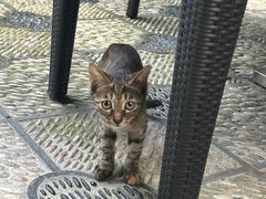 -杭州西子湖四季酒店-WL BISTRO西湖餐厅(灵隐路店)