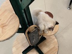 -共舞时光猫咖·狗咖(新街口店)