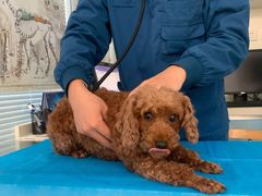 -瑞派·关忠动物医院·猫专科·犬专科(三环新城店)