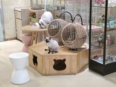 -藏猫猫咖啡主题馆(中央大道店)