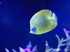 -暹罗海洋世界