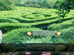 -大屏嶂森林公园