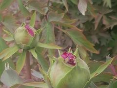 -曹州百花园