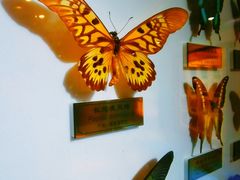 -上海昆虫博物馆