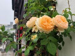 -煮雨小筑(斜塘老街店)