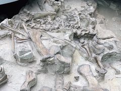 -自贡恐龙博物馆