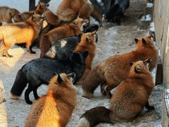 -宫城藏王狐狸村