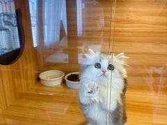 -猫十亿·布偶金渐层·曼基康矮脚猫舍(青年路店)