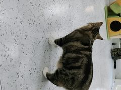 -喵园·猫主题咖啡厅·撸猫·猫咖(国贸店)