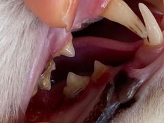 -宠爱国际动物医院·消化内科·心肾内科·ISFM猫友好(望京店)