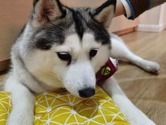 -Husky Go! 哈士奇体验馆·宠物咖啡厅狗咖