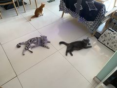 -平行世界·猫咖(首经贸店)