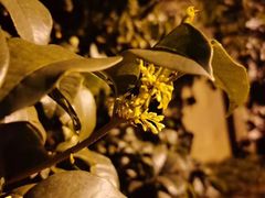-小粤楼·怀旧粤菜(万辉国际广场店)