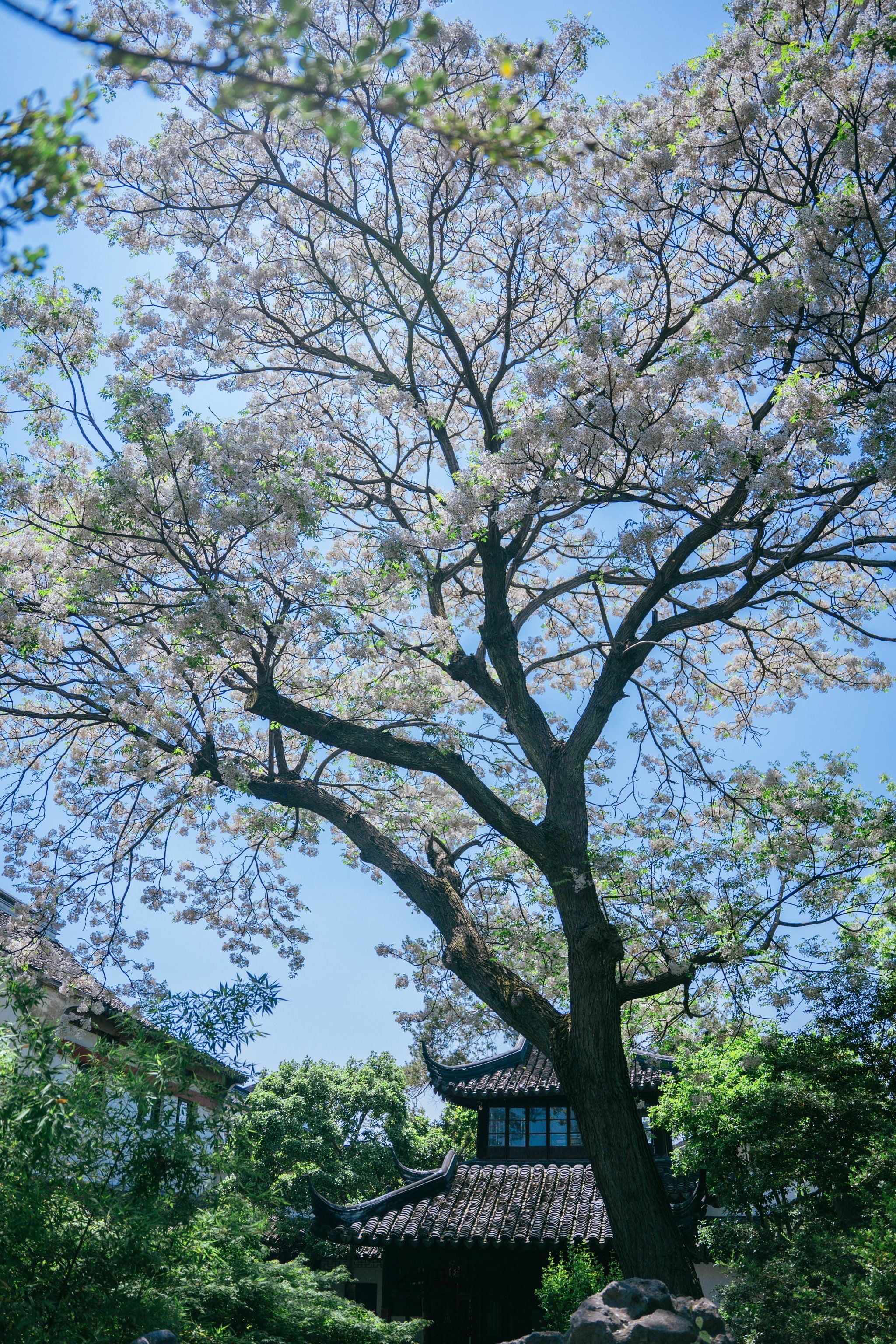 满树繁花❗怡园的夏天从苦楝花开始
