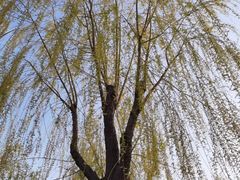 -大兴滨河森林公园