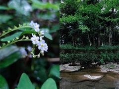 -雅安上里古镇