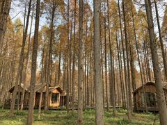 -黄海国家森林公园