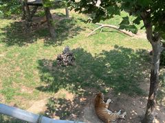 -西霞口神雕山野生动物世界