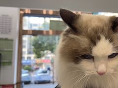 -宠颐生宠物医院·心肾内科·猫专科诊疗中心宠巢店