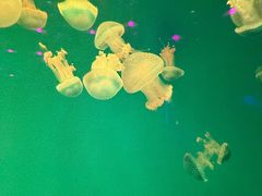 -福州罗源湾海洋世界旅游区