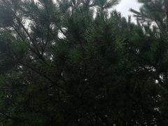 -凤凰山国家森林公园