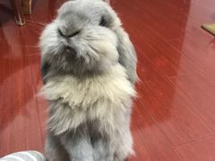 -大自然醉鹅·铁锅火焰鹅(上海联洋店)