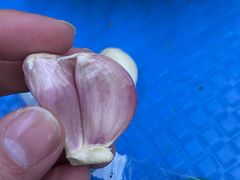 -八亩沟擀面皮(西安首店)