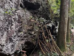 -天目山大树王景区