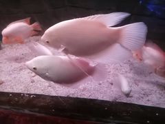-蓬莱欧乐堡海洋极地世界
