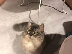 -猫儿山۰猫主题餐厅