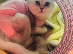 -灵美宠物诊所