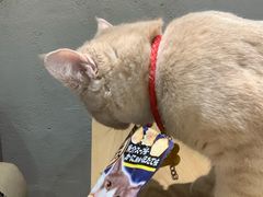 -藏猫猫咖啡主题馆(中央大道店)