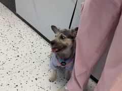 -瑞派康怡24h宠物医院·犬猫医疗中心·微创绝育(瑞景分院)