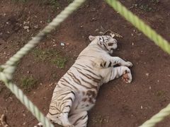 -西霞口神雕山野生动物世界