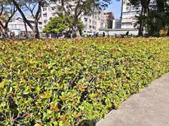 -晓港公园