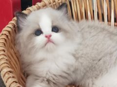 -青奢宠物·青奢猫舍