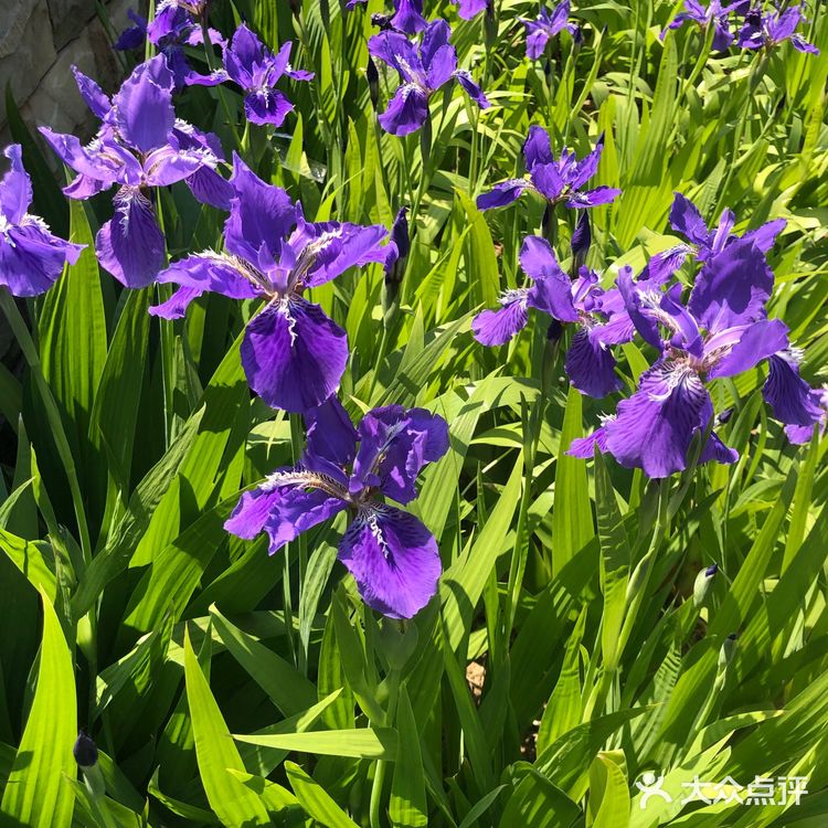 美丽的鸢尾花