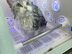 -爱洗澡的猫(望京店)
