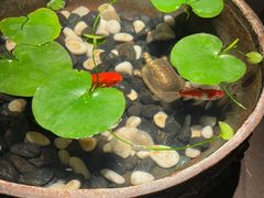 -曲水兰亭(北京四惠店)