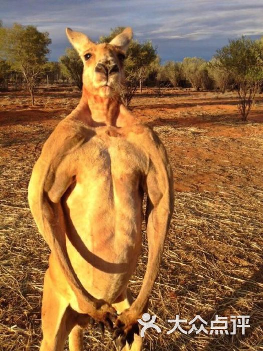 avatar_我就是牛b呀