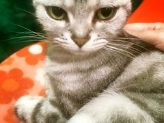 -猫咪博物馆(顶澳仔猫街店)