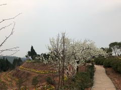 -中国香山·寿香谷