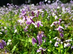 -永定河休闲森林公园