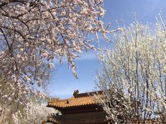 -桃花堤公园