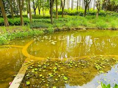 -陈家山荷花公园