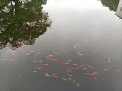 -八大山人梅湖景区