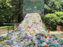 -上海共青森林公园