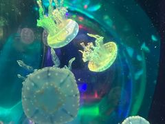 -海合安成都极地海洋公园