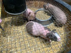 -酷嗒动物文化乐园(cutezoo西溪乐天城店)